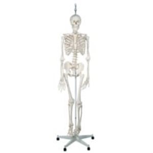 Esqueleto fisiológico sobre soporte rotatorio 5 patas