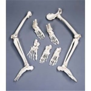 Esqueleto del Pie con denominación en inglés de cada hueso izquierdo