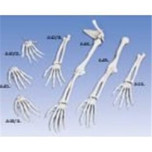 Esqueleto de la mano articulada en alambre izquierdo