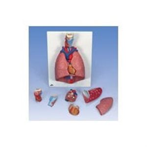 Modelo del pulmón 7 piezas